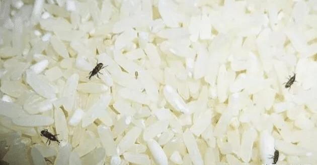 为什么米放久了会有虫子？