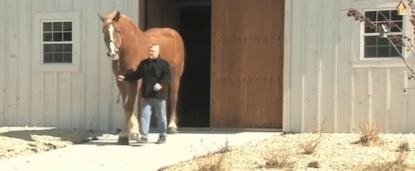 当世界上最高的马遇上最小的马